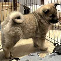 Thumbnail photo of PUPPY SILAS #3