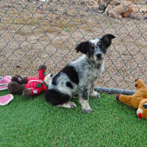 Thumbnail photo of Cider #2