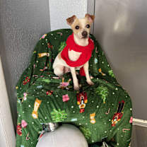 Thumbnail photo of Bailey Vivi #1