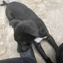 Thumbnail photo of Draco #4