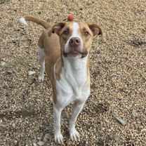 Thumbnail photo of Gilbert #4