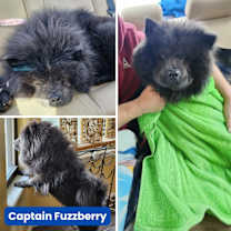 Thumbnail photo of Captain Fuzzberry #3