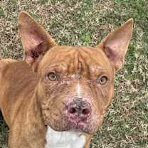 Thumbnail photo of Clifford #1