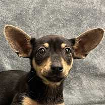 Thumbnail photo of Rosie #1