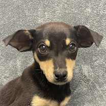 Thumbnail photo of Ziggy #1