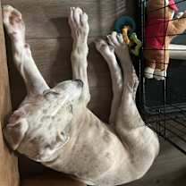 Thumbnail photo of Moose #2