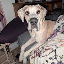 Thumbnail photo of Moose #4