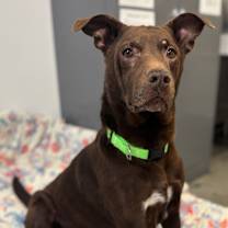 Thumbnail photo of Duke #3