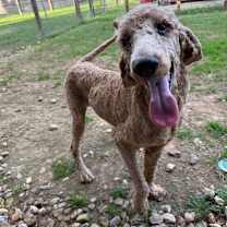 Thumbnail photo of Teddy Gram #1