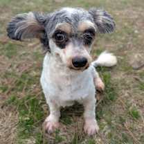 Thumbnail photo of Nutmeg Nox #1