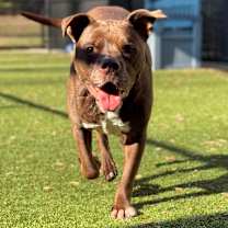 Thumbnail photo of Hashbrown #4