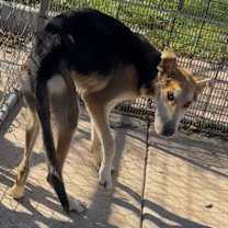 Thumbnail photo of Fizz #1