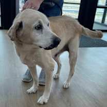 Thumbnail photo of Norman #1