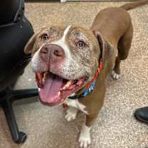 Thumbnail photo of Chapo #2