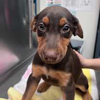 Thumbnail photo of Charlotte Flair #2