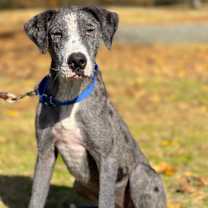 Thumbnail photo of Queen #1