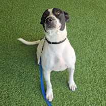 Thumbnail photo of Bobo #3