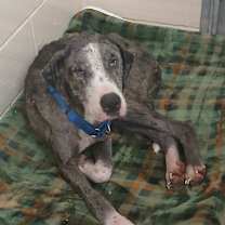 Thumbnail photo of Queen #3