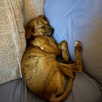 Thumbnail photo of Ira--In Foster #4