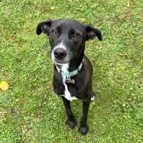 Thumbnail photo of Sierra #4