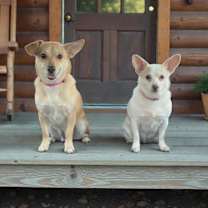 Thumbnail photo of PRINCESS #4