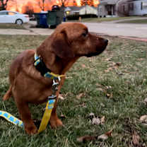 Thumbnail photo of Elvis #3