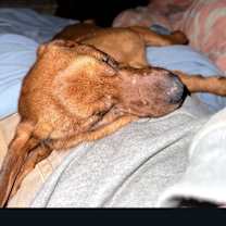 Thumbnail photo of Elvis #4