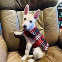 Thumbnail photo of Ace #1