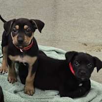 Thumbnail photo of Shelbie #3