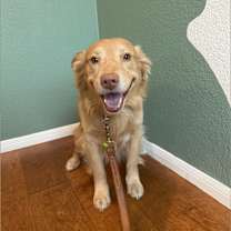 Thumbnail photo of Chopper #1