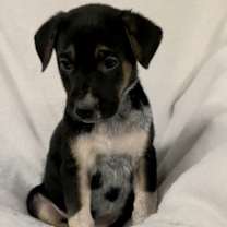 Thumbnail photo of Felix #2