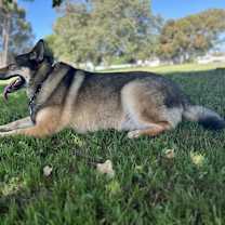 Thumbnail photo of Huckleberry Finn (Finn) #4