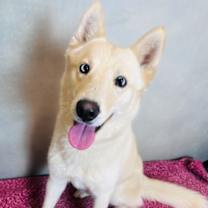 Thumbnail photo of Dutch #1