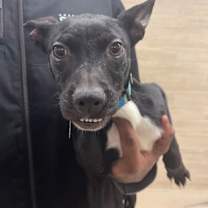 Thumbnail photo of Sweetie #1