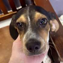 Thumbnail photo of Festus #1