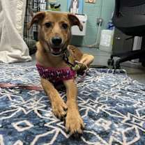 Thumbnail photo of Acorn #3