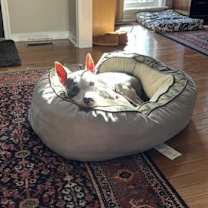 Thumbnail photo of Cheer #4