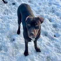 Thumbnail photo of Coco (in foster home) #1