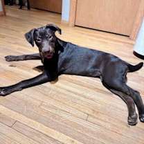 Thumbnail photo of Coco (in foster home) #2