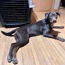 Thumbnail photo of Coco (in foster home) #3