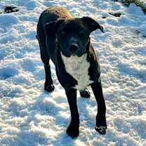 Thumbnail photo of Cookie (in foster home) #2