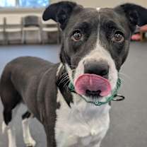 Thumbnail photo of Zucchini #3