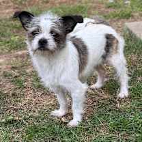 Thumbnail photo of Candy Cane #1