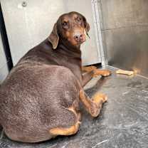 Thumbnail photo of Sweet Pea #2