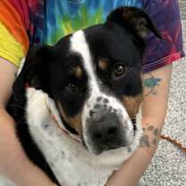 Thumbnail photo of Moose #1