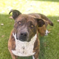 Thumbnail photo of Dallas #1