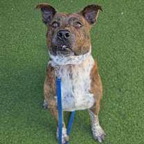 Thumbnail photo of Dallas #2