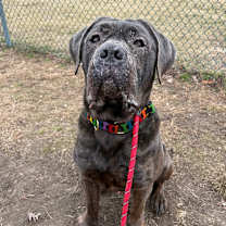 Thumbnail photo of Wolfgang #1