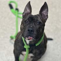 Thumbnail photo of 12/30/2025-Stray-SkylakeDrive-"Bridgette" #1