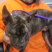 Thumbnail photo of 12/30/2025-Stray-SkylakeDrive-"Bridgette" #4